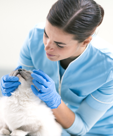 All in one payments for veterinarians